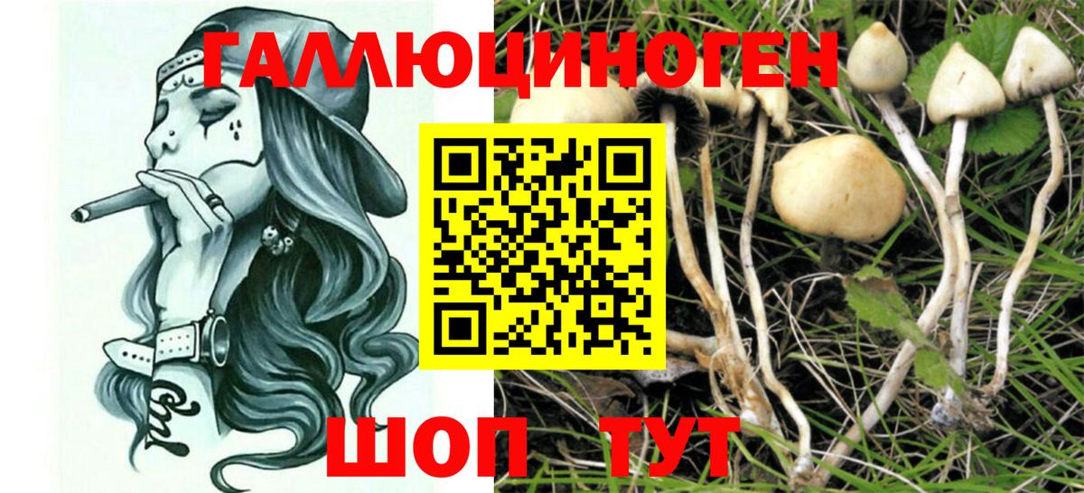 Бердск  Псилоцибиновые грибы мухоморы  сколько стоит  Вход с VPN  Псилоцибиновые грибы ЛСД 